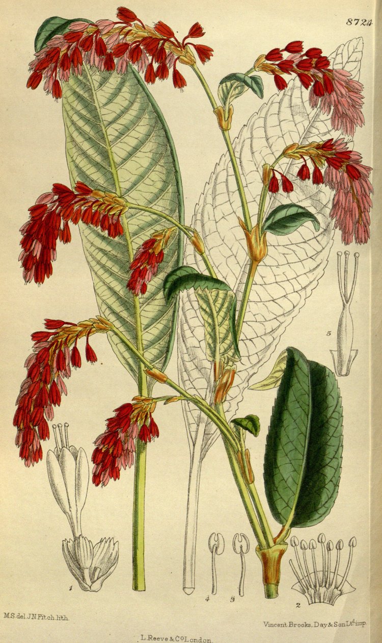 बहुभुज griffithii द्वारा जेएन फिच