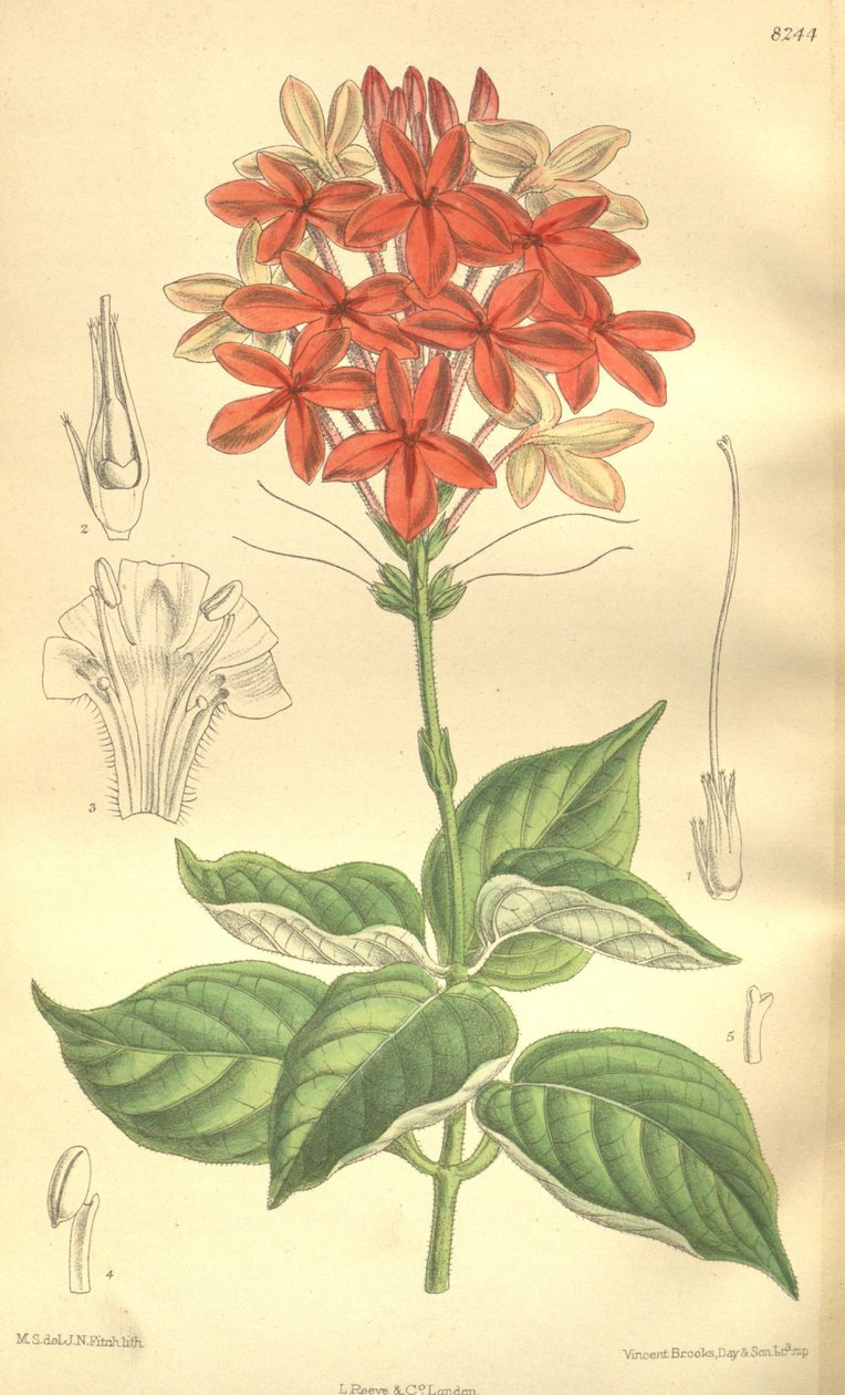 स्यूडेरेंटेहेम सेटलिकलक्स (= Ruspolia seticalyx), एसेंथेसी द्वारा जेएन फिच