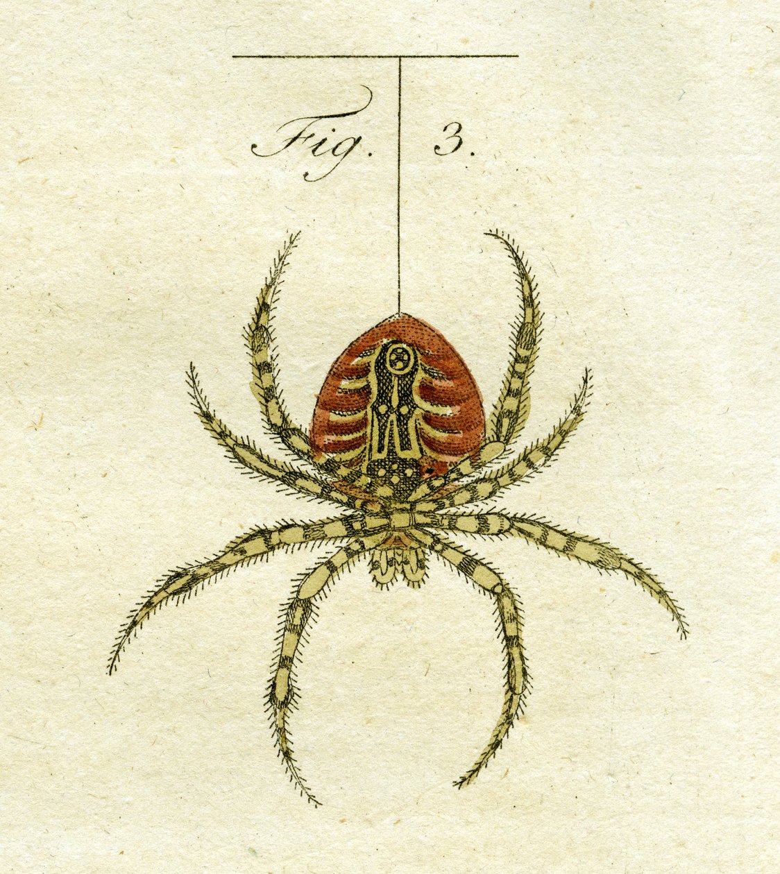 एक मकड़ी का चित्रण, 1790 (हाथ के रंग का उत्कीर्णन) द्वारा जैकब जेवियर श्मुज़र