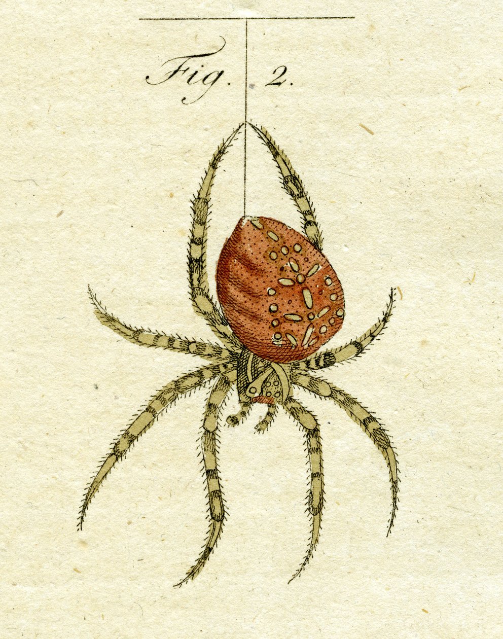 एक मकड़ी का चित्रण, 1790 (हाथ के रंग का उत्कीर्णन) द्वारा जैकब जेवियर श्मुज़र