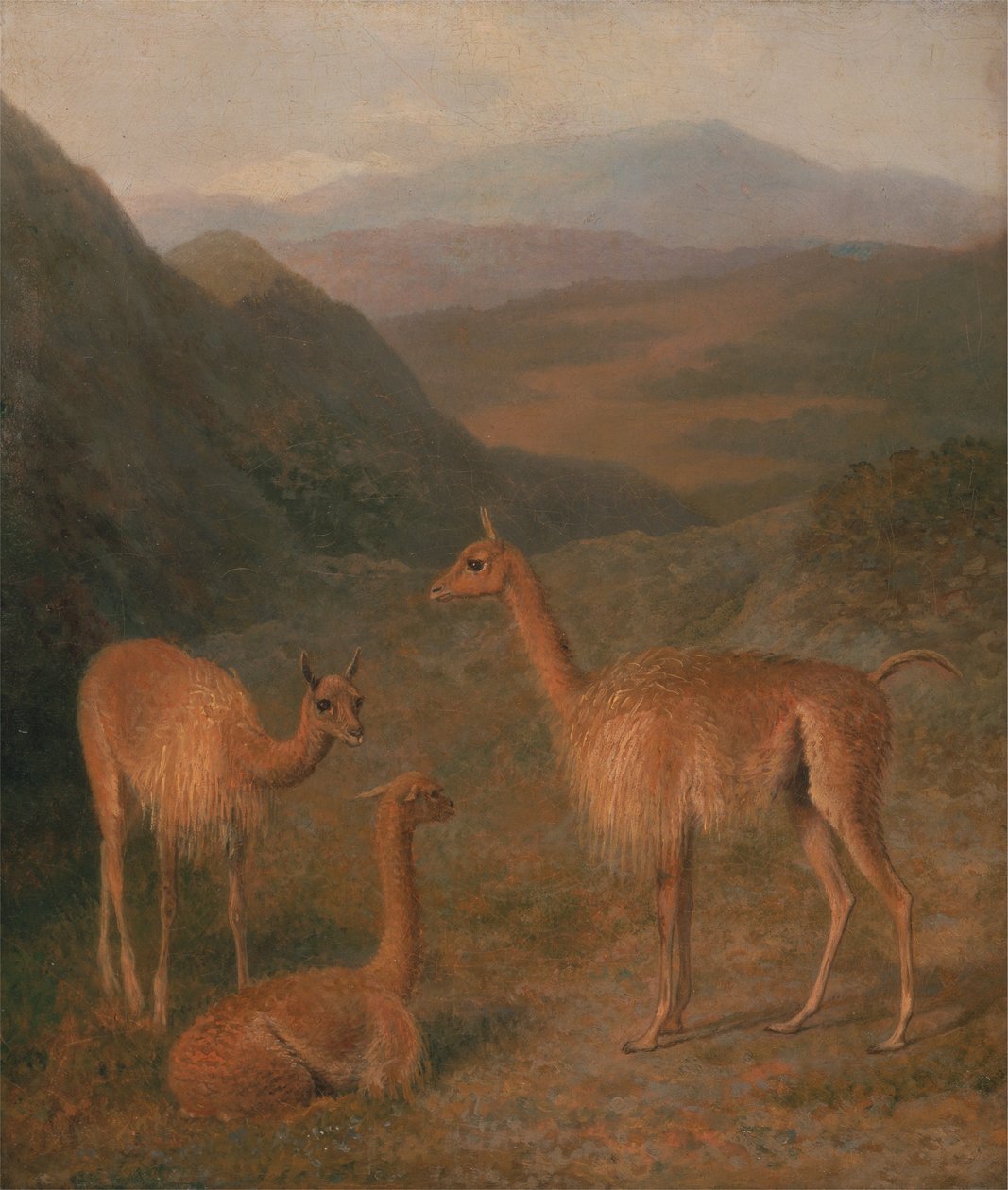 Vicunas द्वारा जैक्स लॉरेंट अगासे