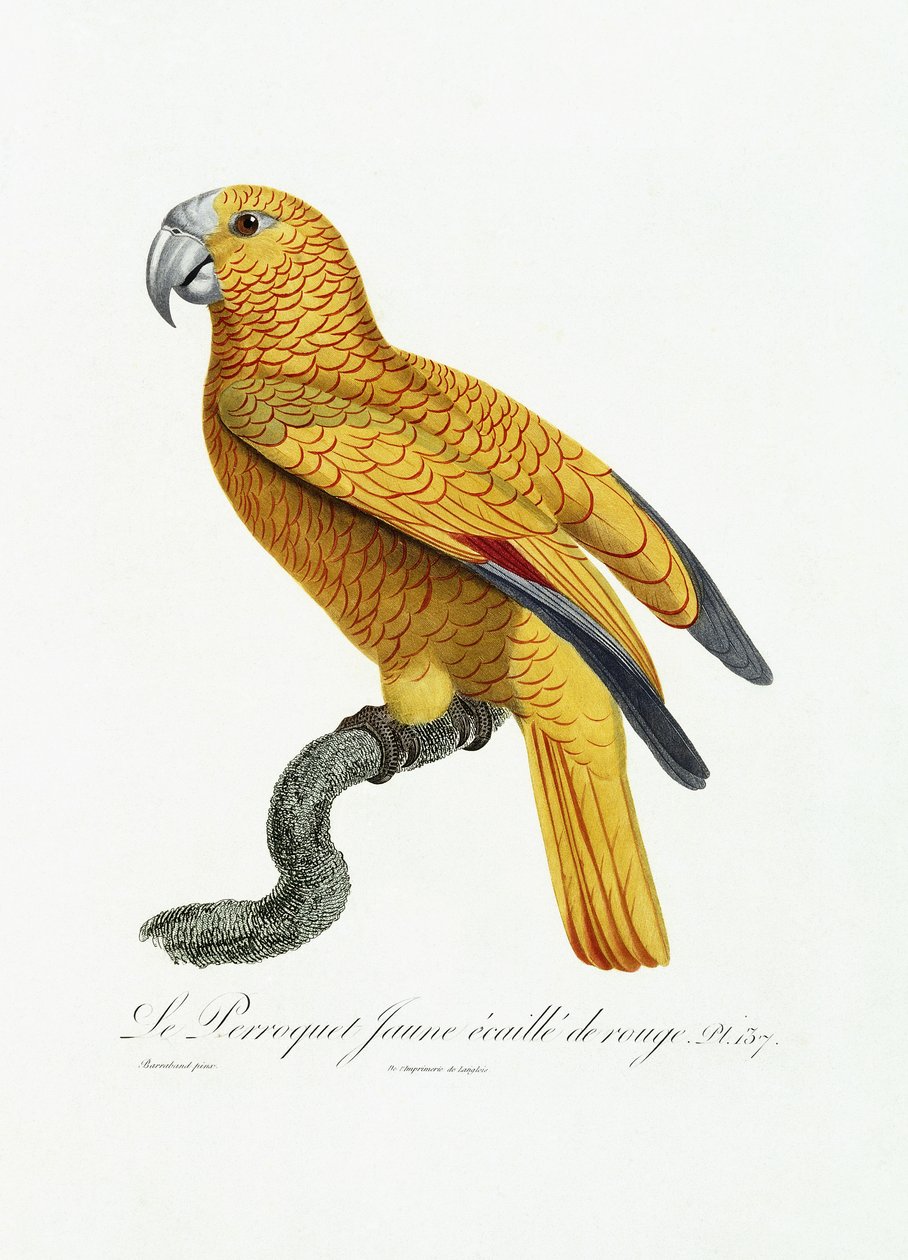 पीला और लाल तोता, c.1801-05 द्वारा जाक बरबंड