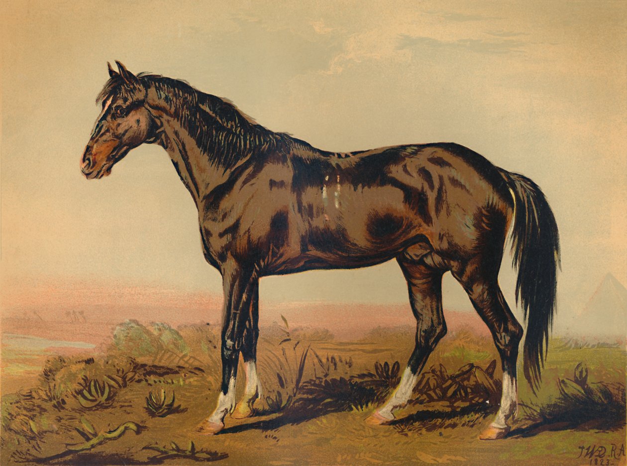 एक डोंगोला हॉर्स, c1850, c1879। द्वारा जेम्स वार्ड