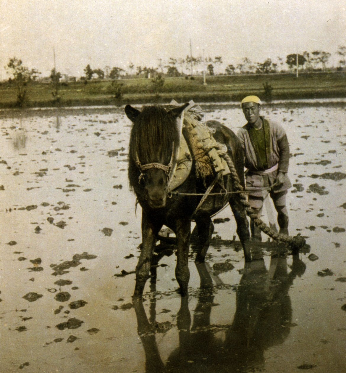 धान की जुताई, c.1900 (एल्बम फोटो) द्वारा जापानी फोटोग्राफर