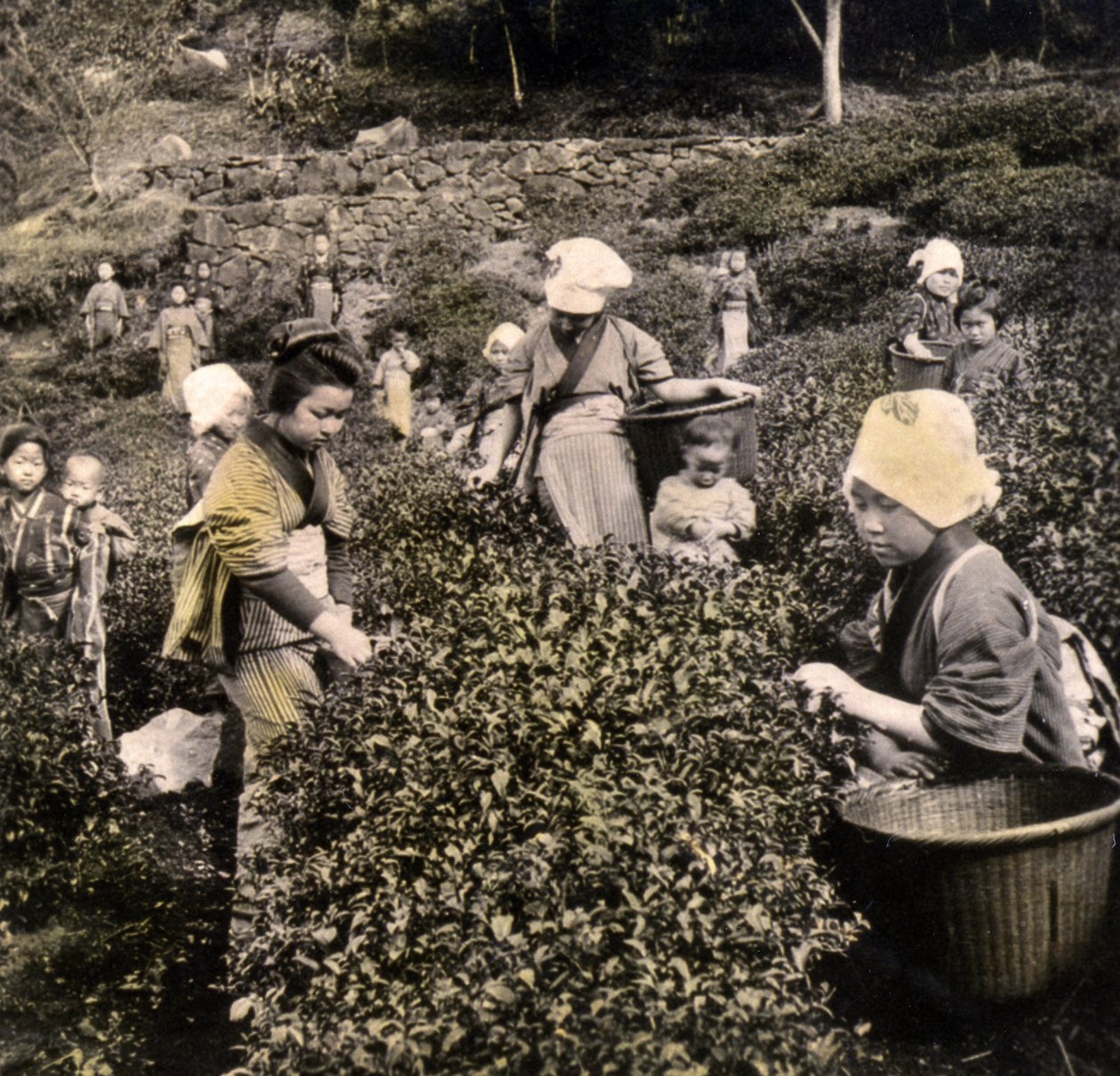 उजी प्रांत में चाय उठाते हुए, c.1900 (एल्बम फ़ोटो) द्वारा जापानी फोटोग्राफर