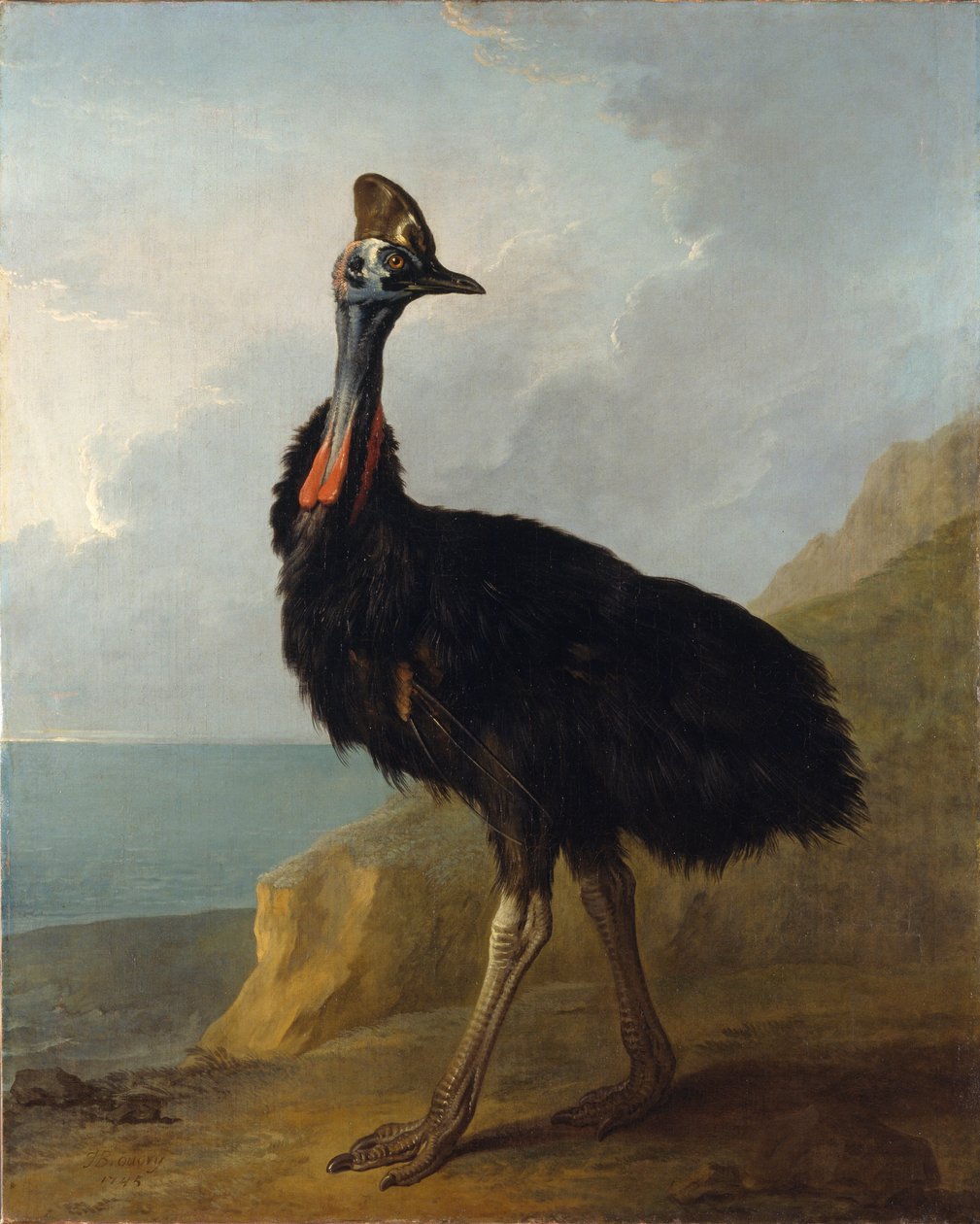 Cassowary द्वारा जीन बैप्टिस्ट ओड्री