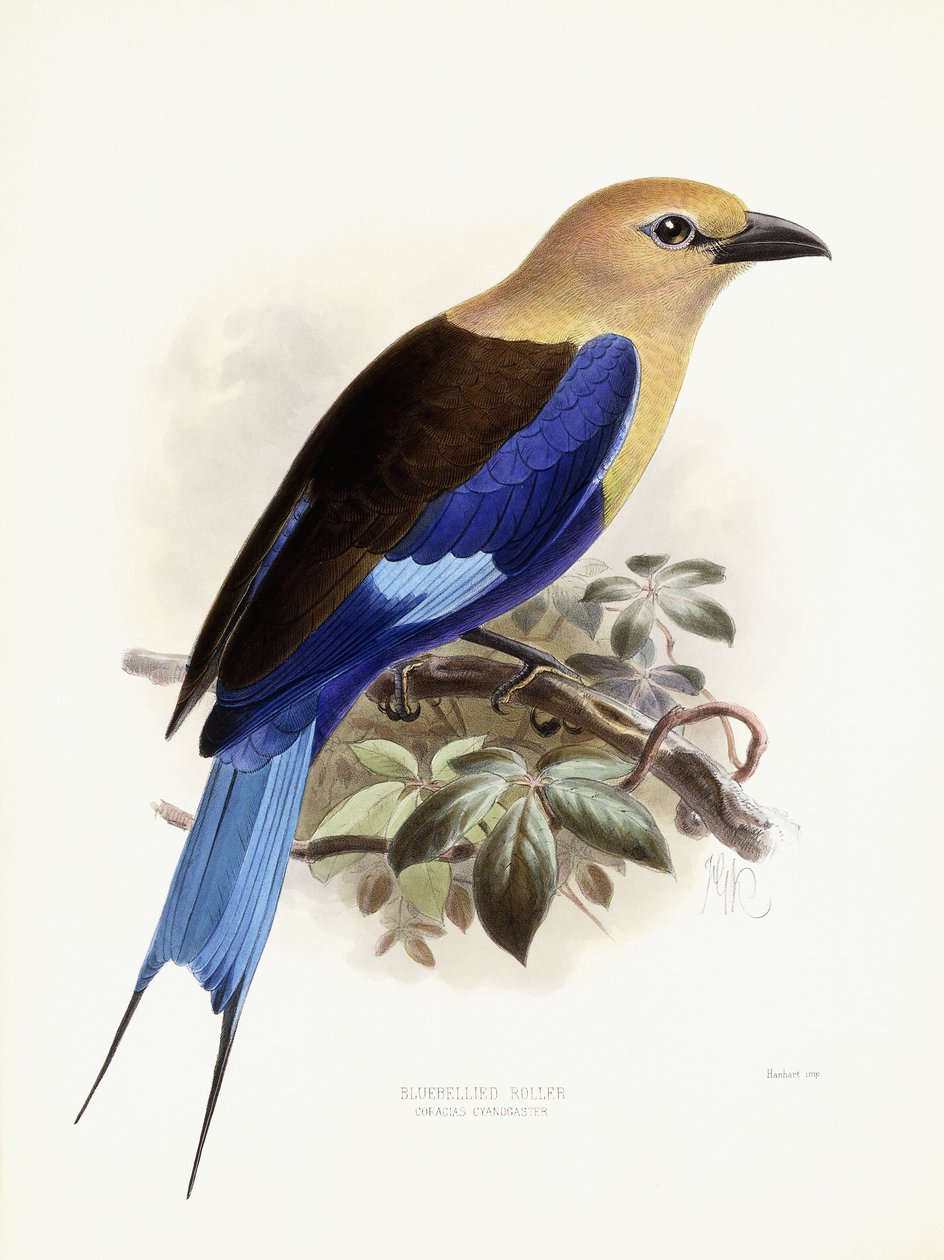 ब्लूबेलिड रोलर, 1893 द्वारा जोहान जेरार्ड केयुलामान्स