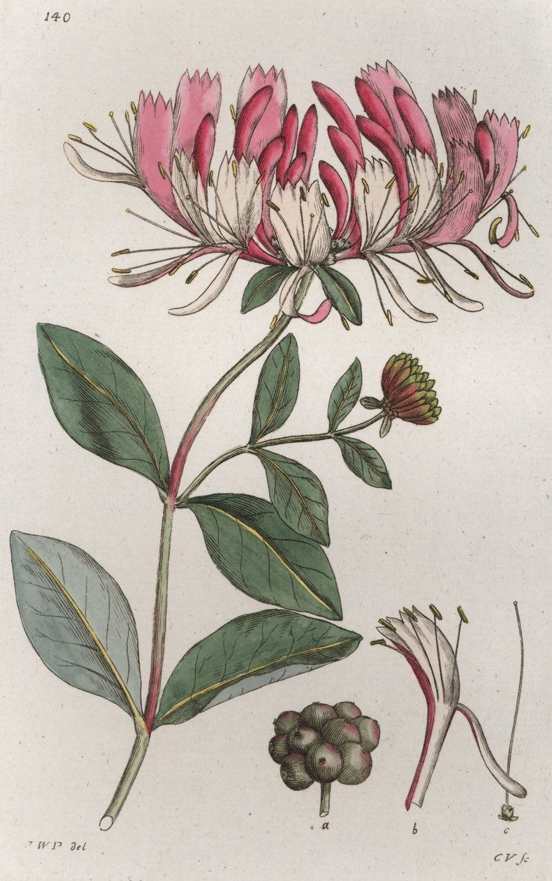 हनीसकल लोनीसेरा पेरीक्लिमेनम, 1804-1811 द्वारा जोहान विल्हेम पामस्ट्रुच