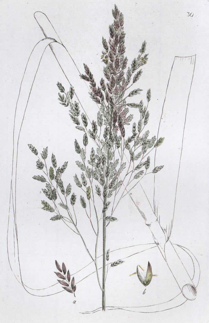 रीड स्वीट ग्रास पोआ एक्वाटिका, 1804-1811 द्वारा जोहान विल्हेम पामस्ट्रुच