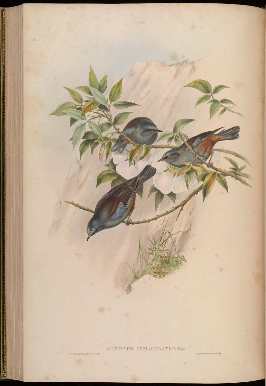 Accentor स्वच्छ स्टेनलेस = स्व द्वारा जॉन गोल्ड