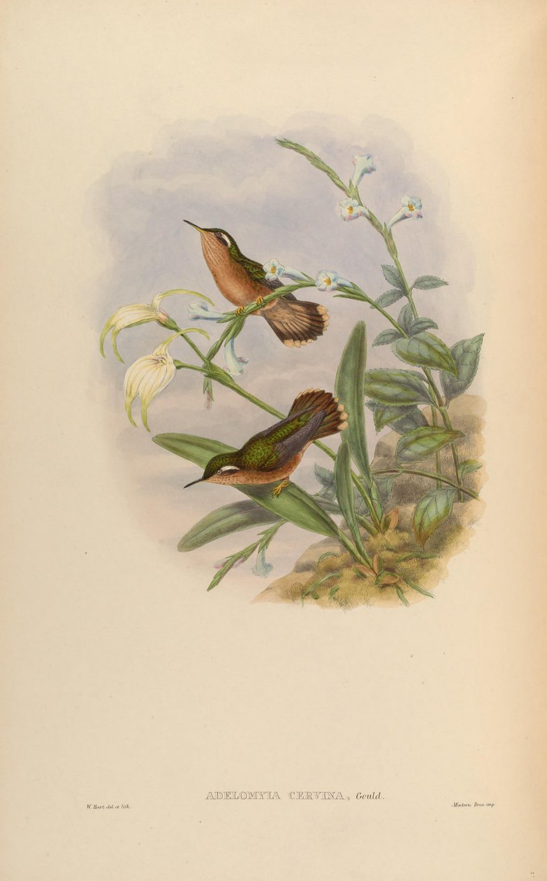 Adelomyia cervina = एडेलोमीया मेलानोजेनीस ग्रीवा द्वारा जॉन गोल्ड