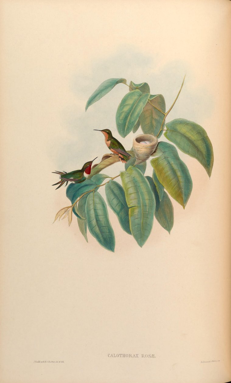 Calothorax गुलाब गुलाब = Chaetocercus jourdanii द्वारा जॉन गोल्ड