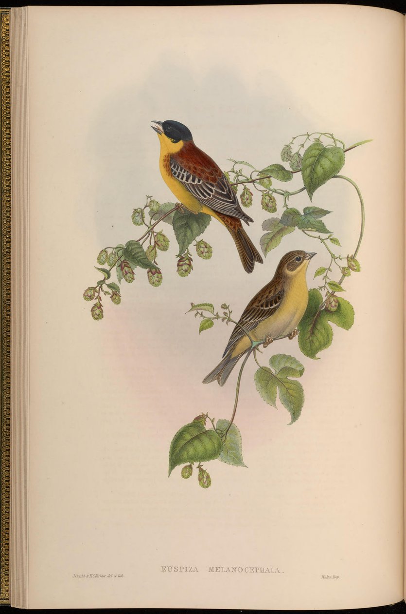 Euspiza melanocephala = एम्बरिजा melanocephala द्वारा जॉन गोल्ड