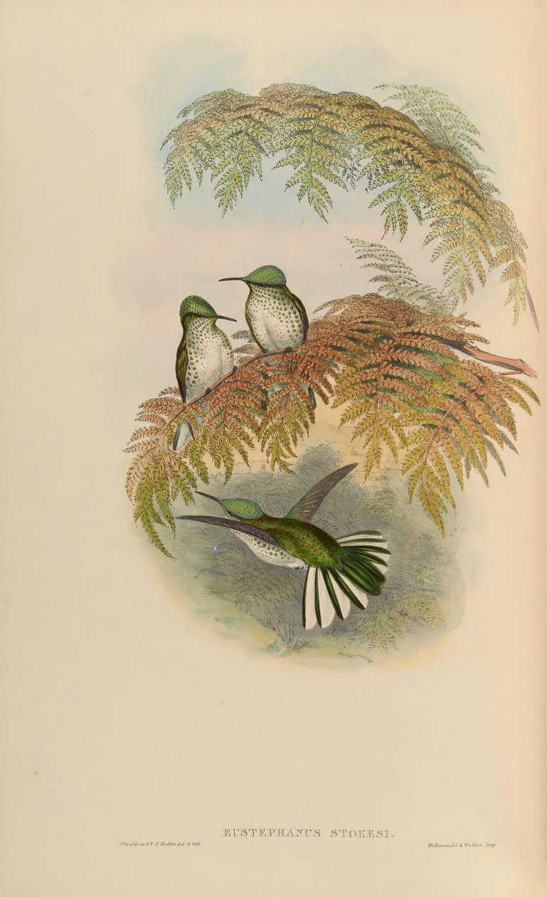 Eustephanus stokesi = सेफ़ानोइड्स सेफ़नोड्स द्वारा जॉन गोल्ड
