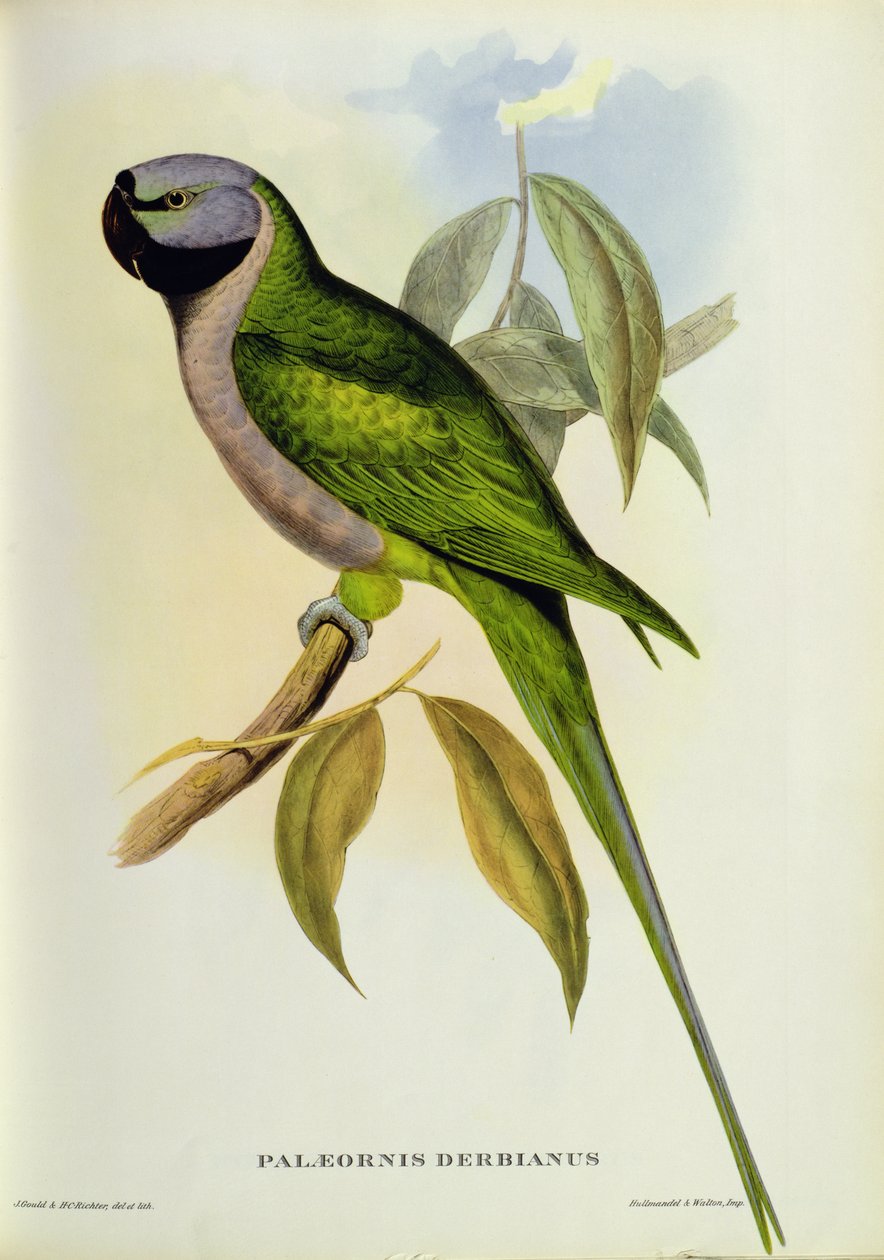 पैराकेट: पलेओर्निस डेबियनस, c.1850 द्वारा जॉन गोल्ड