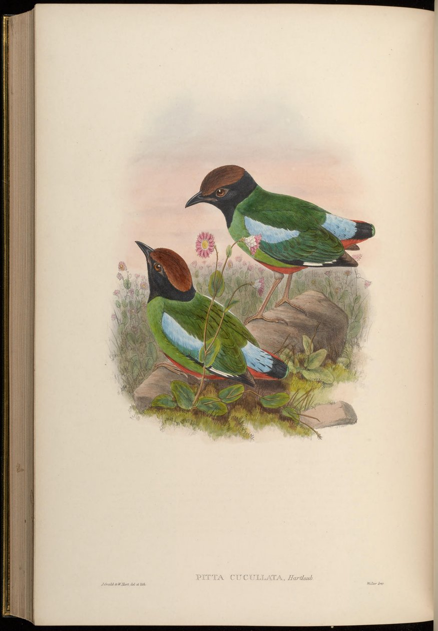 Pitta cucullata = पित्त sordida cucullata द्वारा जॉन गोल्ड