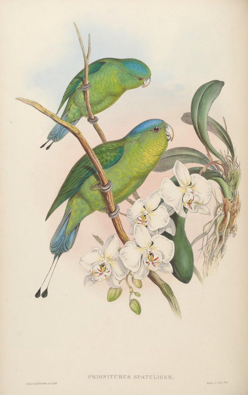 Prioniturus spatuliger = Prioniturus discurus द्वारा जॉन गोल्ड