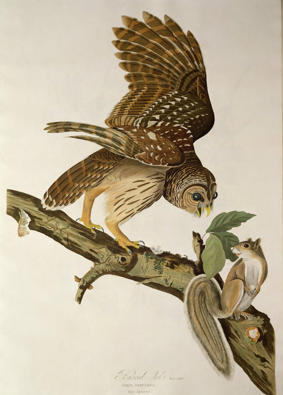 बर्ड उल्लू, &39;बर्ड्स ऑफ अमेरिका&39; से द्वारा जॉन जेम्स ऑडबोन