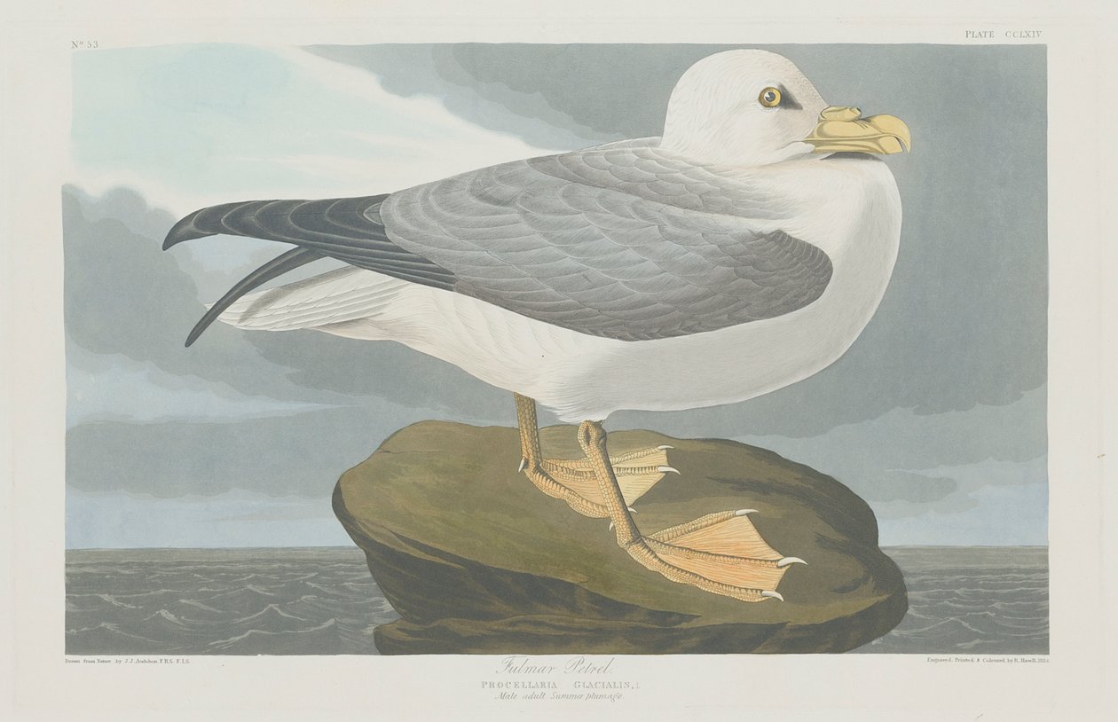 फुल्मर पेट्रेल, 1835 द्वारा जॉन जेम्स ऑडबोन