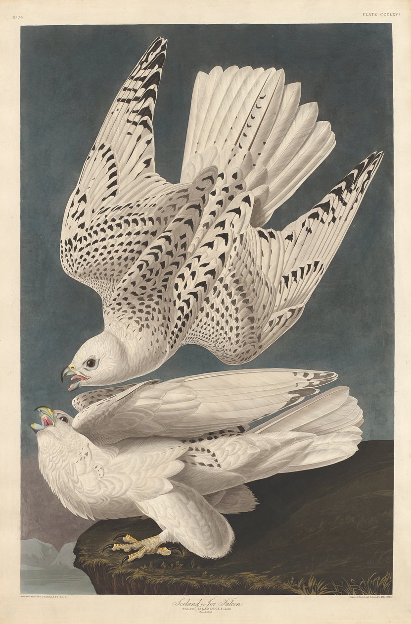 आइसलैंड या जेर फाल्कन, 1837 द्वारा जॉन जेम्स ऑडबोन
