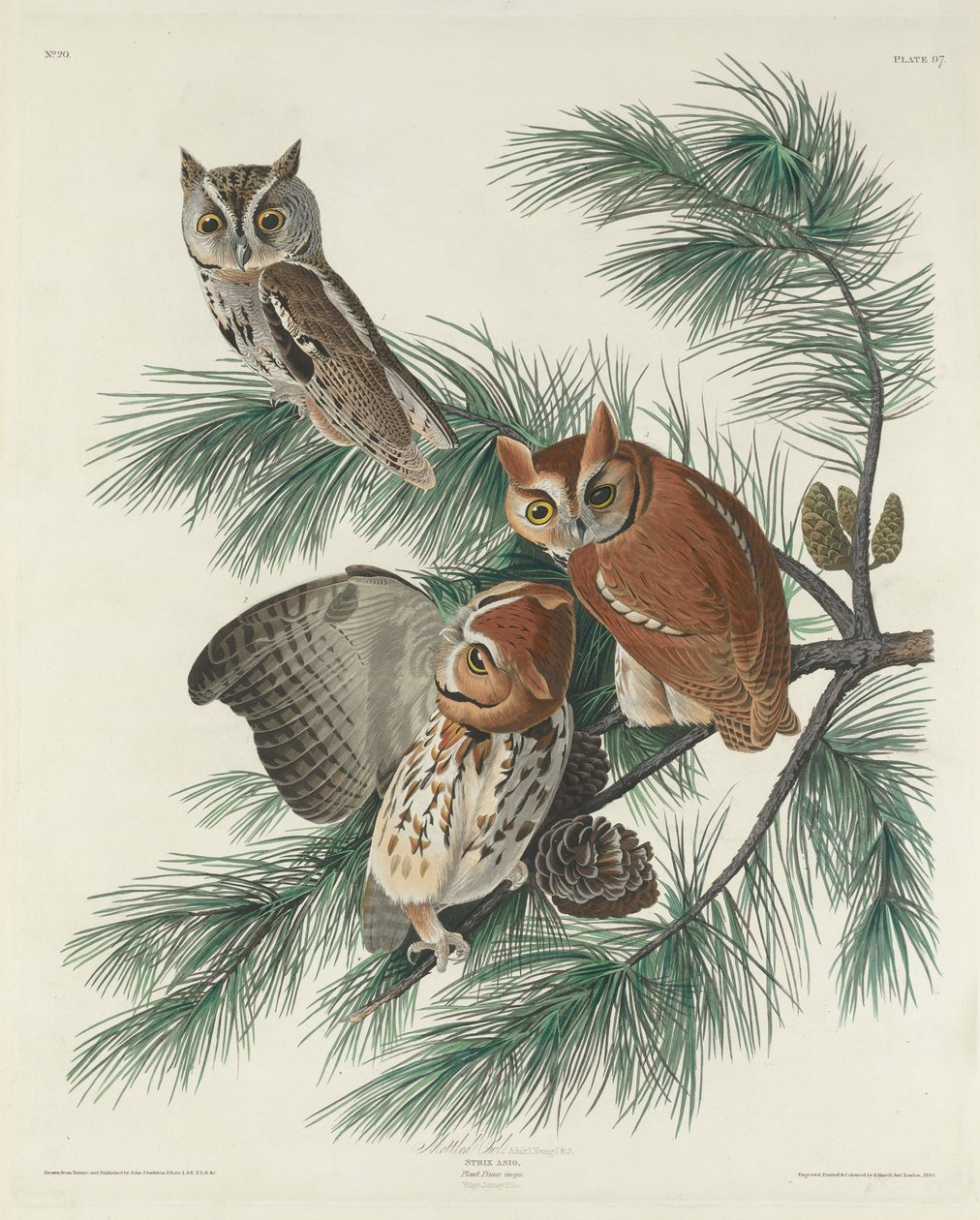 उल्लू उल्लिखित, 1830 द्वारा जॉन जेम्स ऑडबोन