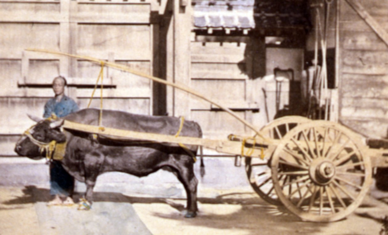 वैगन और बैल के साथ चीनी आदमी, 1890 (हाथ से रंगीन फोटो) द्वारा जॉन थॉमसन