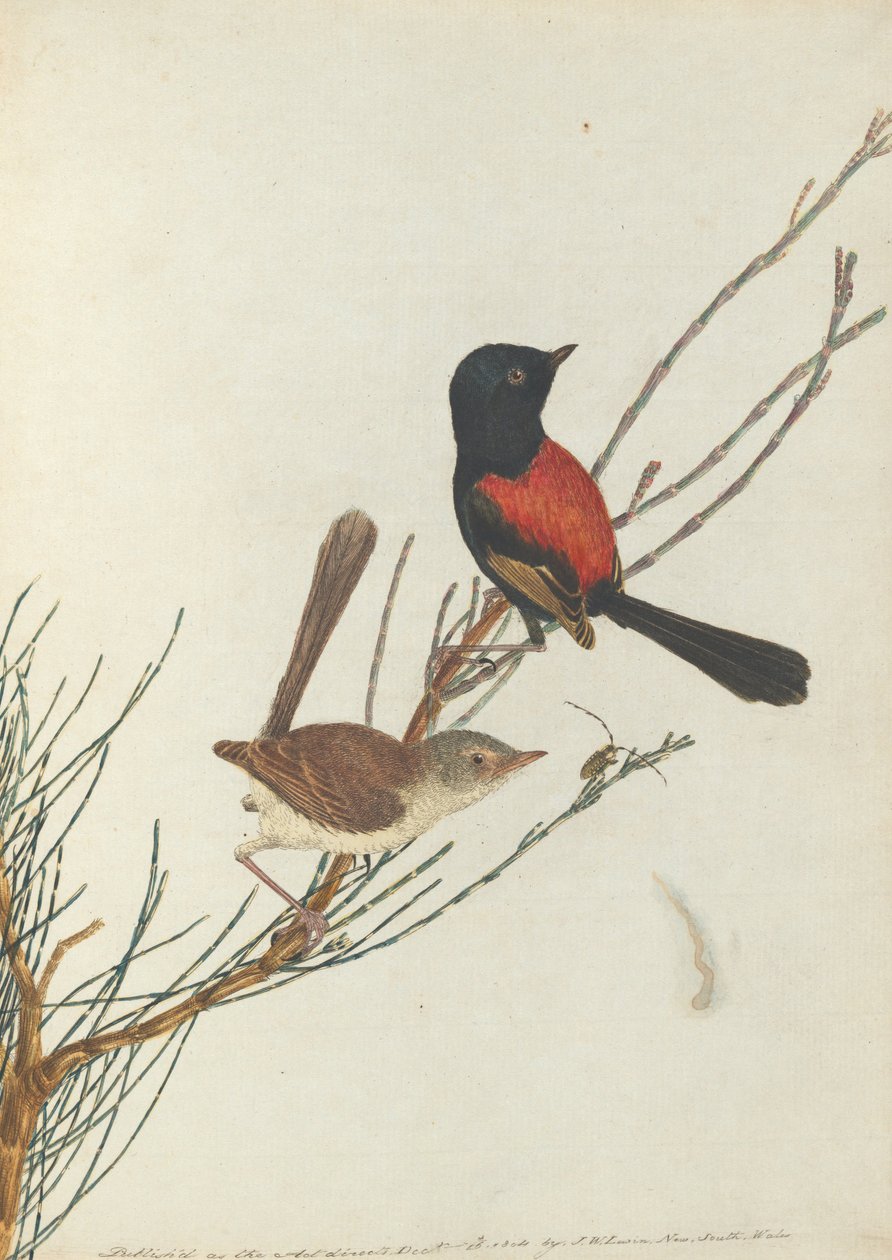 स्कारलेट und black warbler.Lewin, John। न्यू साउथ वेल्स के पक्षी अपने प्राकृतिक इतिहास के साथ। सिडनी- जी…। द्वारा जॉन विलियम लेविन