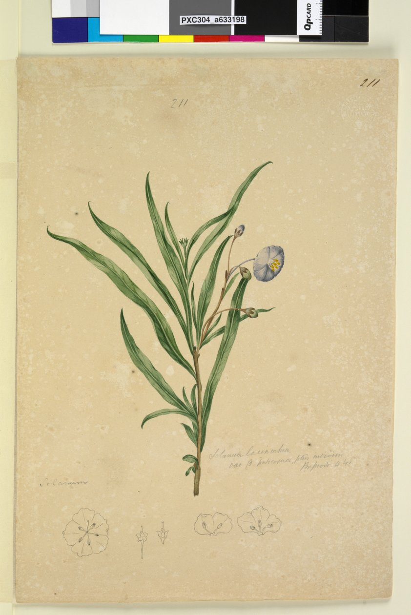 पृष्ठ 211. सोलेनम laciniatum, c.1803-06 (शौचालय, कलम, स्याही और पेंसिल) द्वारा जॉन विलियम लेविन