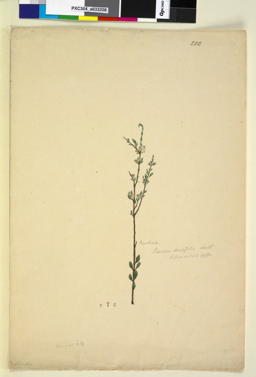 पृष्ठ 222. बैकेआ डेन्सिफ़ोलिया, c.1803-06 (wc, pen, स्याही और पेंसिल) द्वारा जॉन विलियम लेविन