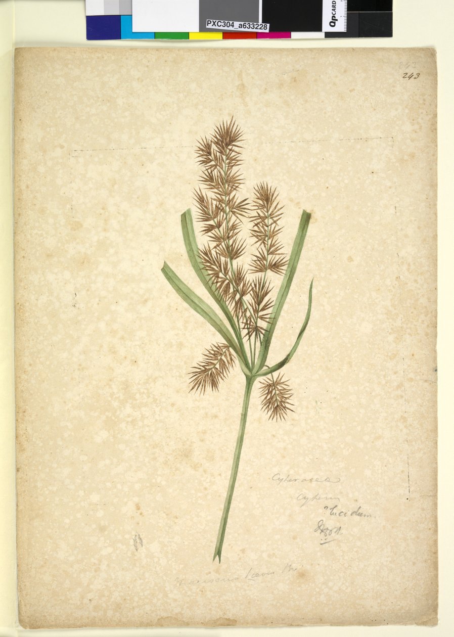 पृष्ठ 243. Mariscus, c.1803-06 (wc, pen, स्याही और पेंसिल) द्वारा जॉन विलियम लेविन