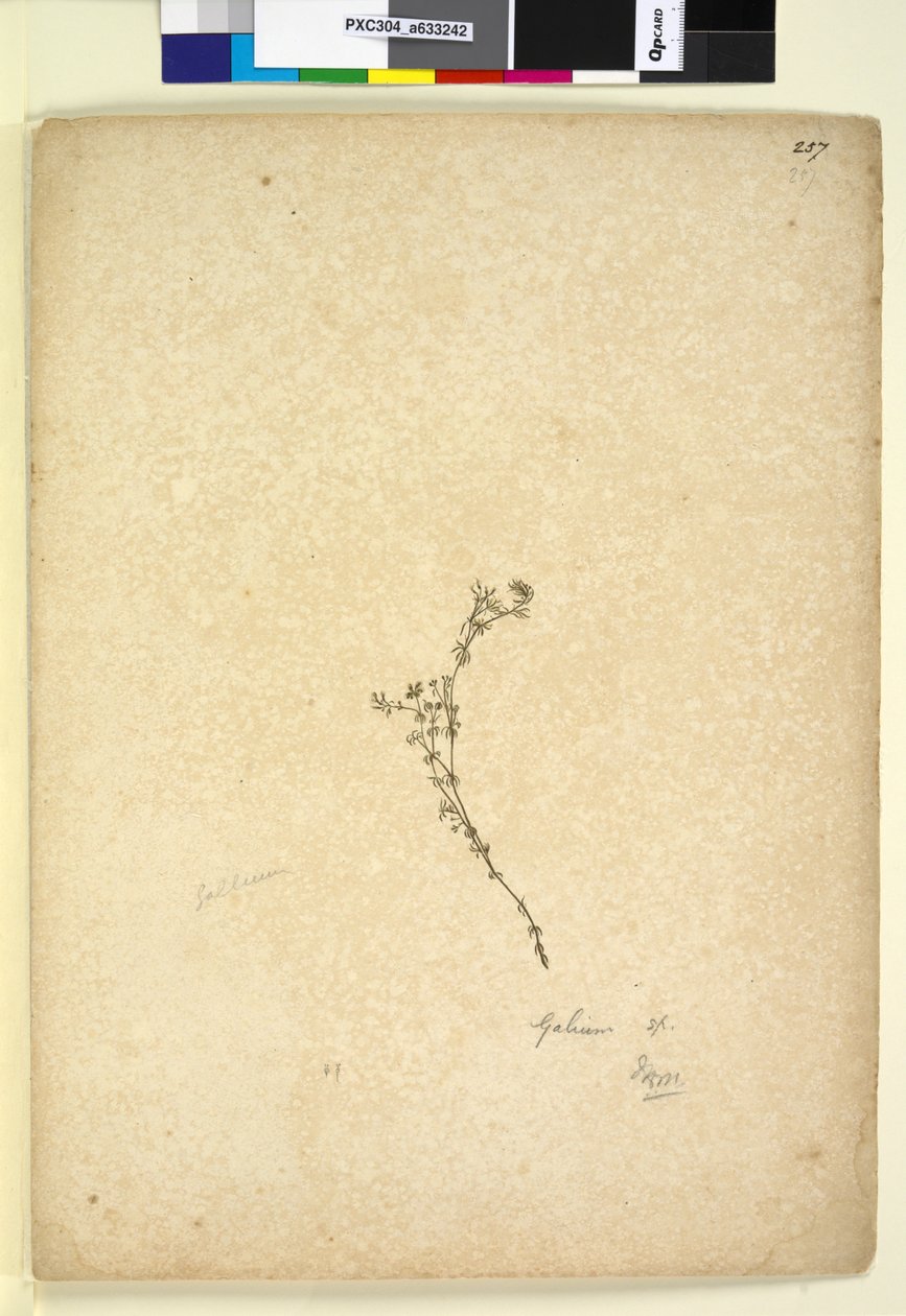 पृष्ठ 257. गैलियम सपा।, c.1803-06 (डब्ल्यूसी, कलम, स्याही और पेंसिल) द्वारा जॉन विलियम लेविन