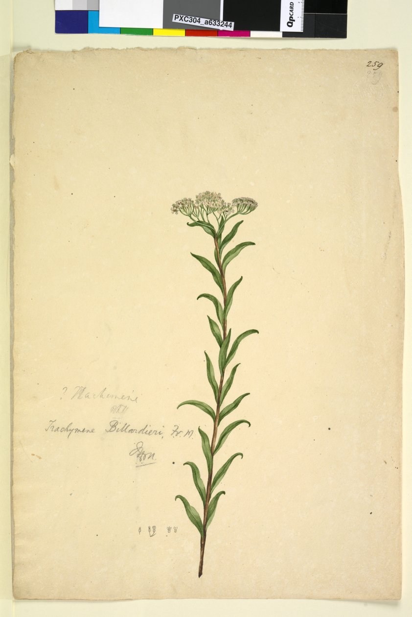 पृष्ठ 259. ट्रेकिमीन, c.1803-06 (wc, pen, स्याही और पेंसिल) द्वारा जॉन विलियम लेविन