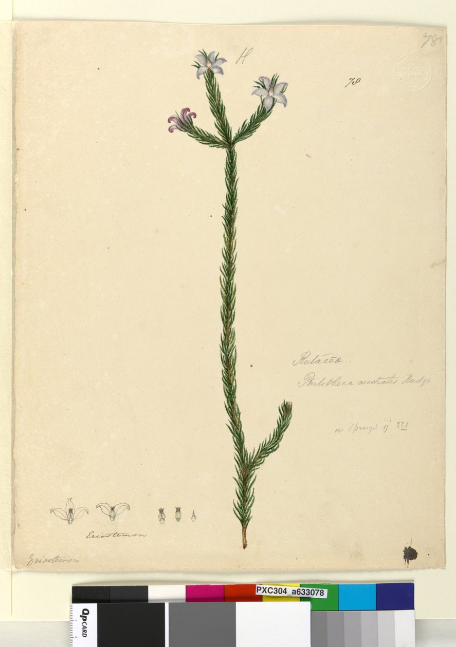 पृष्ठ 78. फिलोथेका ऑस्ट्रेलिया, c.1803-06 (डब्ल्यूसी, पेन, स्याही और पेंसिल) द्वारा जॉन विलियम लेविन