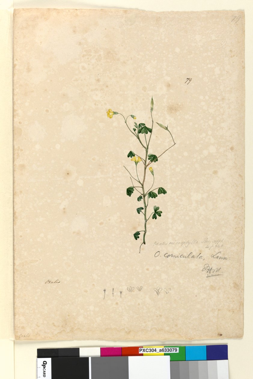 पृष्ठ 79. ऑक्सालिस कोर्निकुलता, c.1803-06 (wc, pen, स्याही और पेंसिल) द्वारा जॉन विलियम लेविन