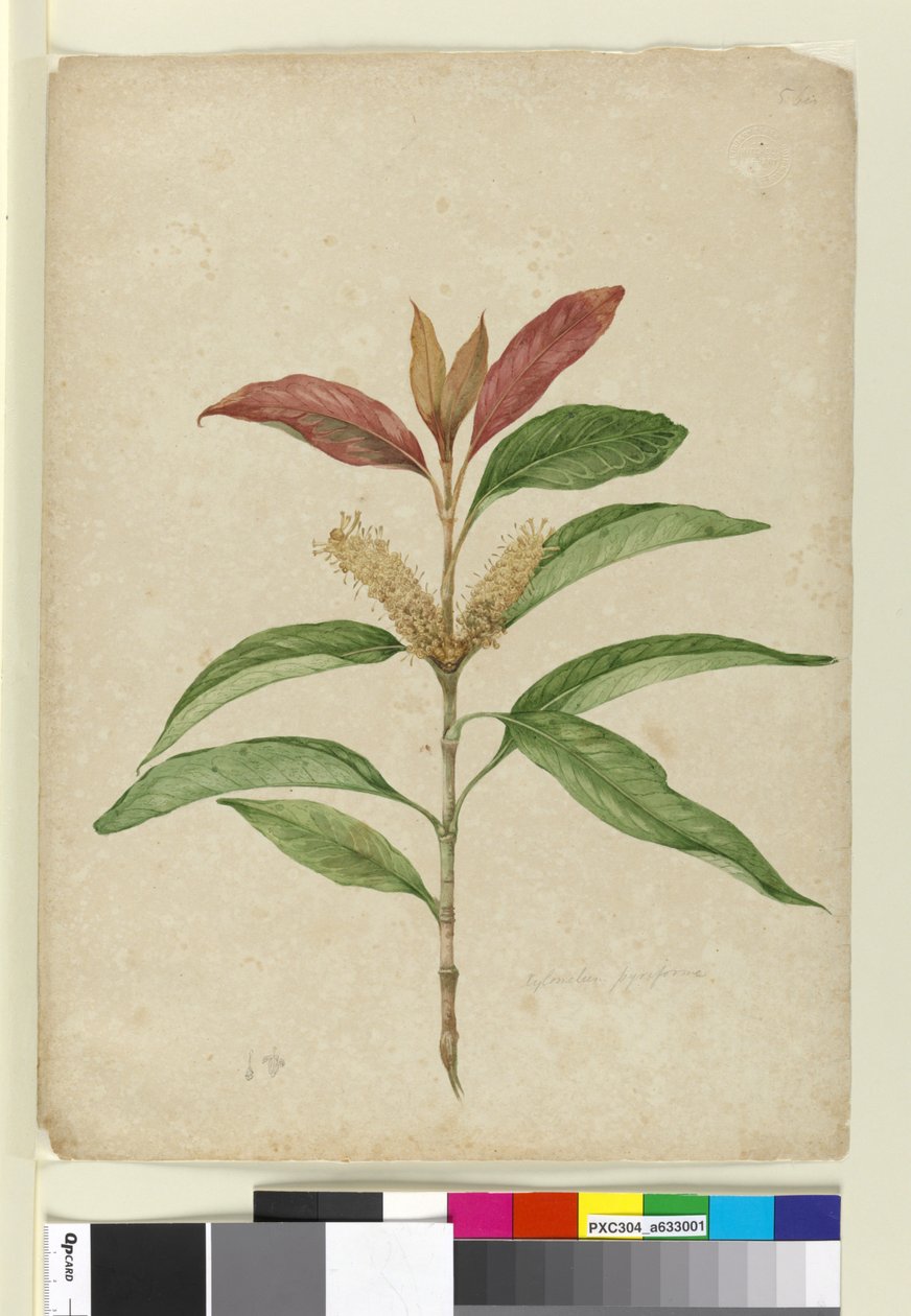ज़ाइलोमेलम पिरिफ़ॉर्म, c.1803-06 (wc, pen, स्याही और पेंसिल) द्वारा जॉन विलियम लेविन