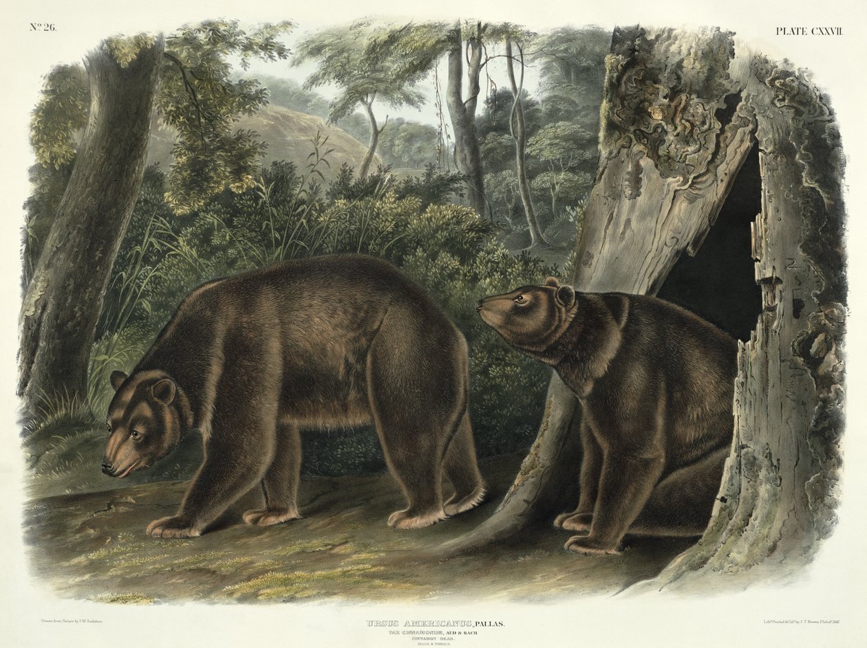 उर्सस अमेरिकनस, var। सिनमोनम (दालचीनी भालू), जॉन टी। बोवेन (1801-c.1856), 1847 द्वारा उत्कीर्ण &39;उत्तरी अमेरिका के चौगुनी&39; से प्लेट 127 द्वारा जॉन वुडहाउस ऑडबोन