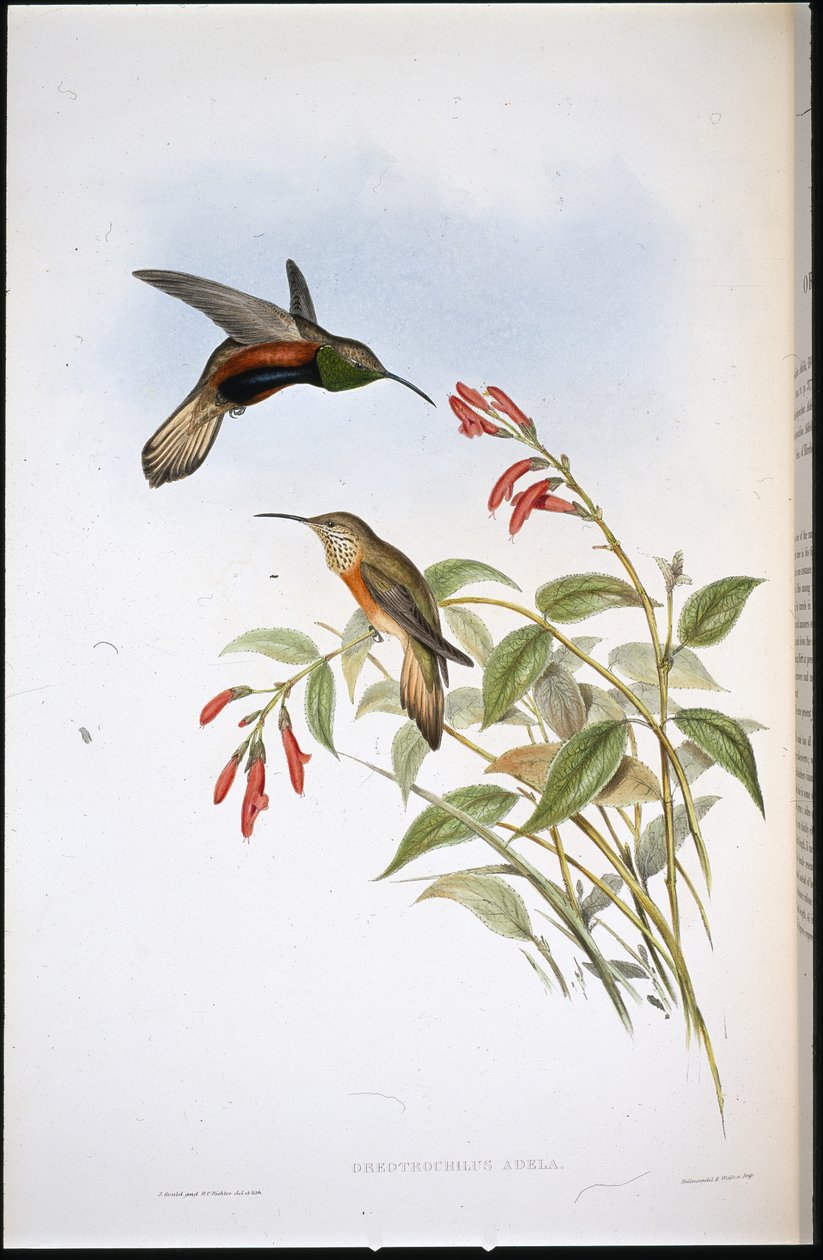 Adela's Hill-star (Oreotrochilus Adela) (हाथ के रंग का लिथो) द्वारा जॉन (बाद में) गोल्ड