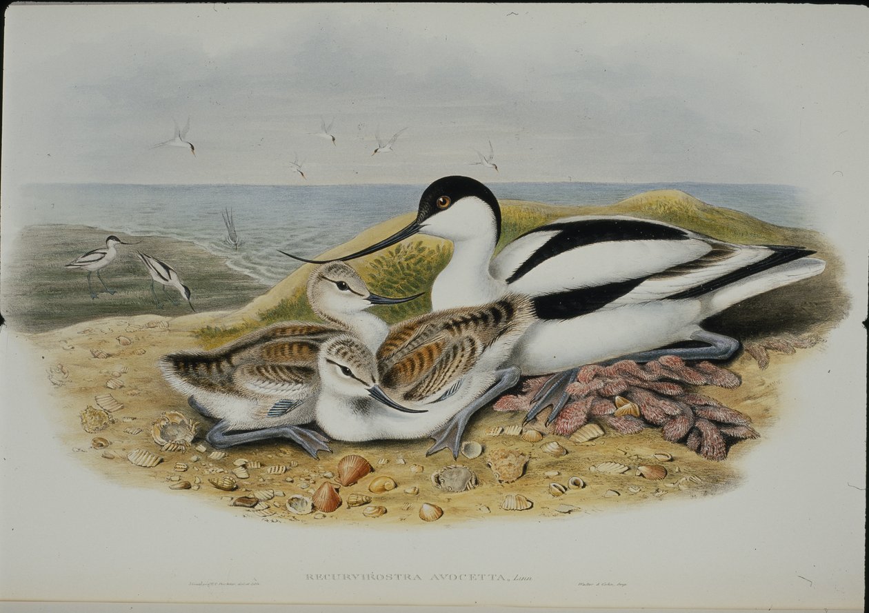Avocet (Recurvirostra Avocetta) (हाथ के रंग का लिथो) द्वारा जॉन (बाद में) गोल्ड