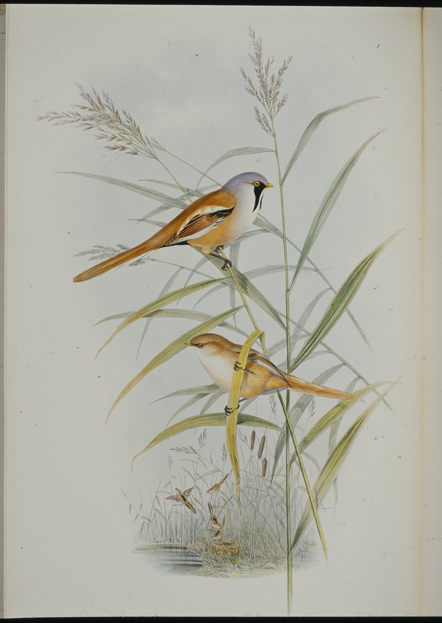 दाढ़ी वाला तैसा (कैलामोफिलस बियार्मिकस) (हाथ के रंग का लिथो) द्वारा जॉन (बाद में) गोल्ड