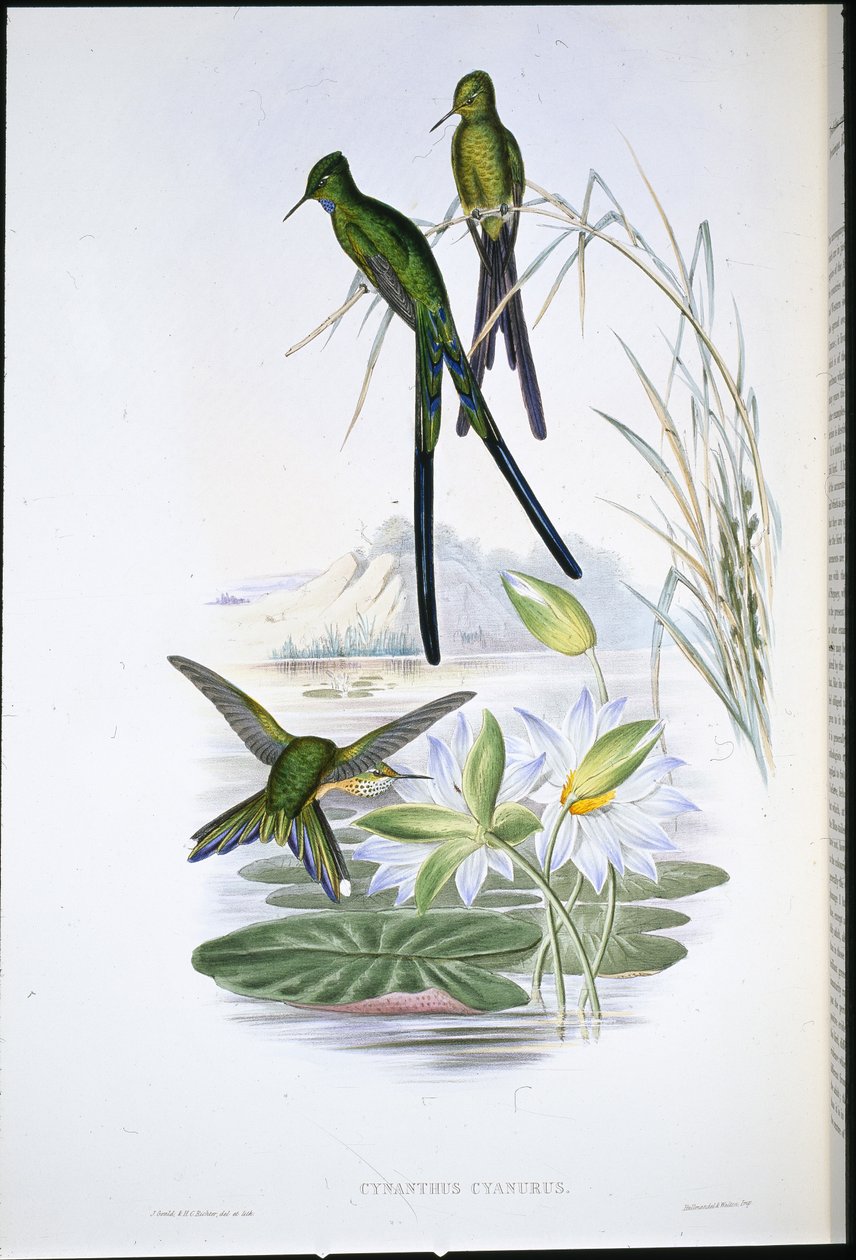 ब्लू-टेल्ड सिल्फ़ (सिनैन्थस साइनुरस) (हाथ के रंग का लिथो) द्वारा जॉन (बाद में) गोल्ड