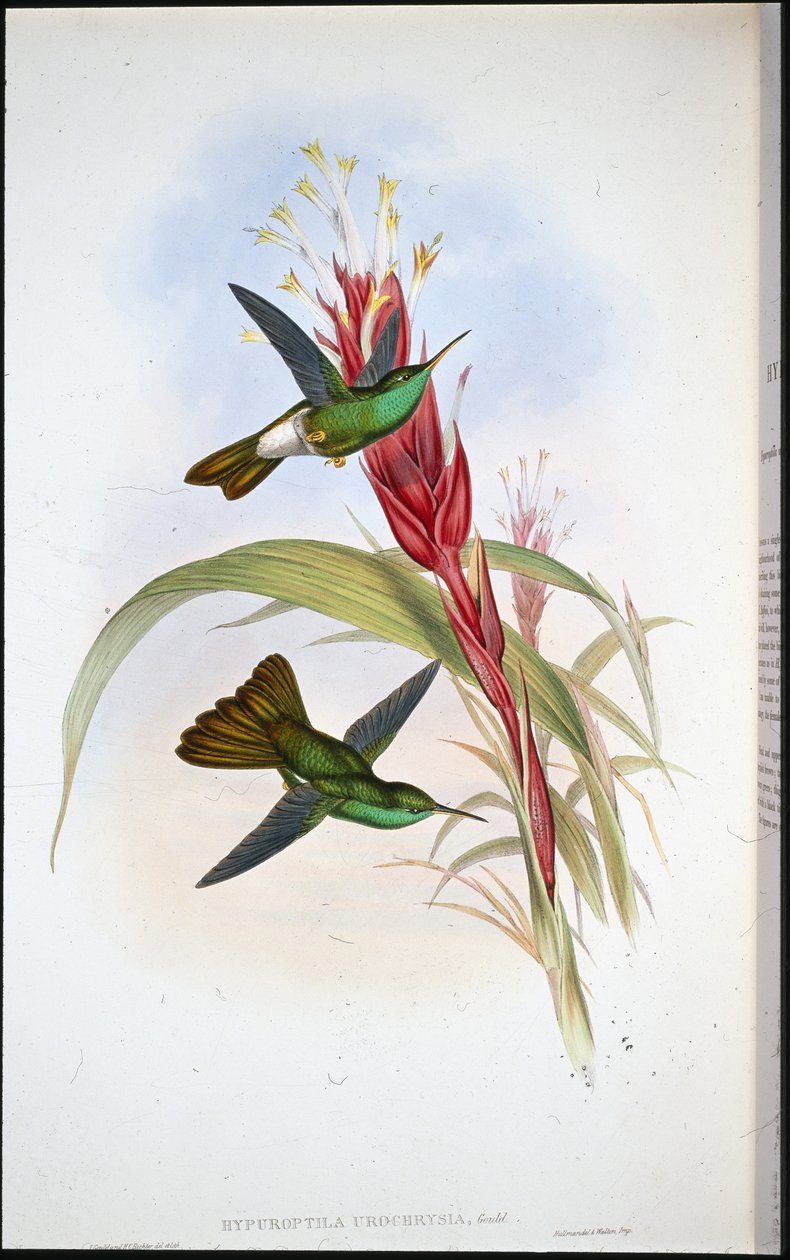 गोल्डन-टेल्ड प्लूमेलीटर (Hypuroptila Urochrysia) (हाथ के रंग का लिथो) द्वारा जॉन (बाद में) गोल्ड