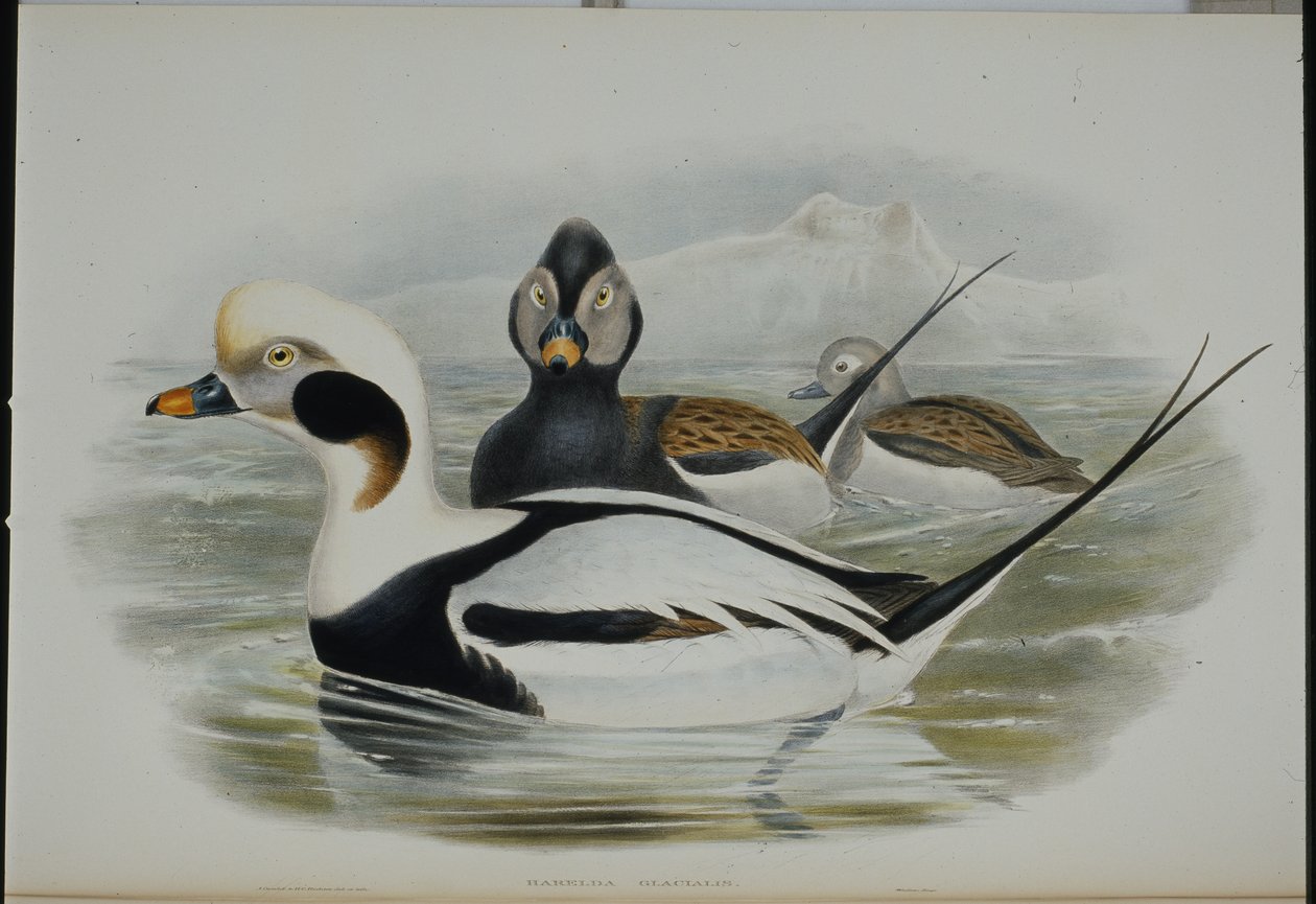 लंबी पूंछ वाली बत्तख (हरेल्डा ग्लेशियलिस) (हाथ के रंग का लिथो) द्वारा जॉन (बाद में) गोल्ड