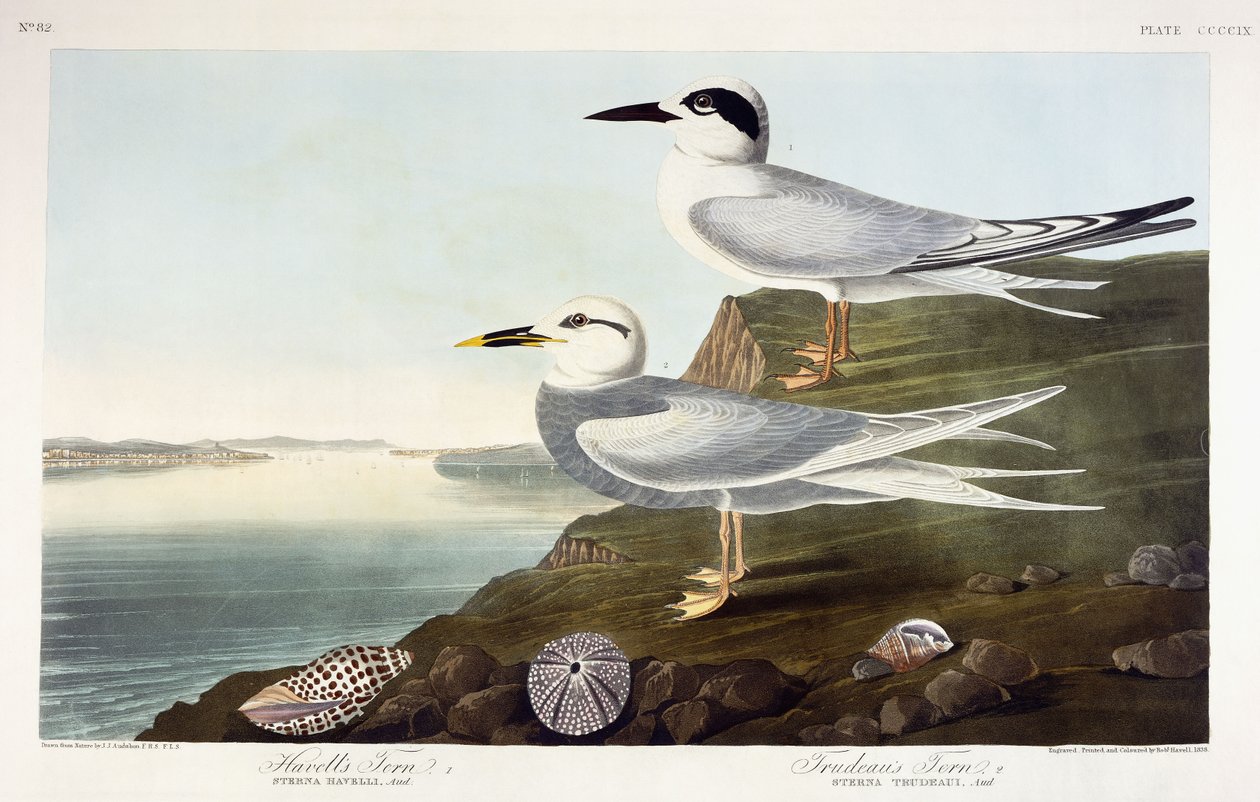 हैवेल का टर्न और ट्रूडो का टर्न, 1838 है द्वारा जॉन जेम्स ऑडबोन