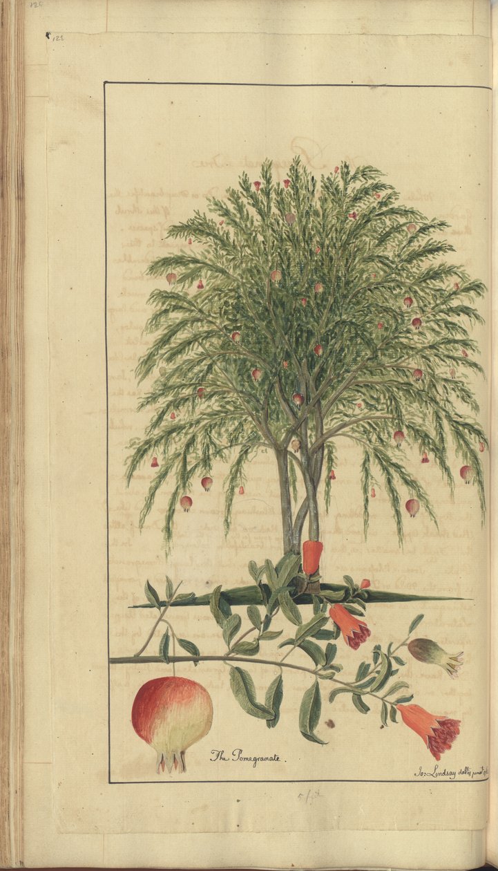 &39;जमैका के हाथी&39; का एक पृष्ठ द्वारा जॉन लिंडसे