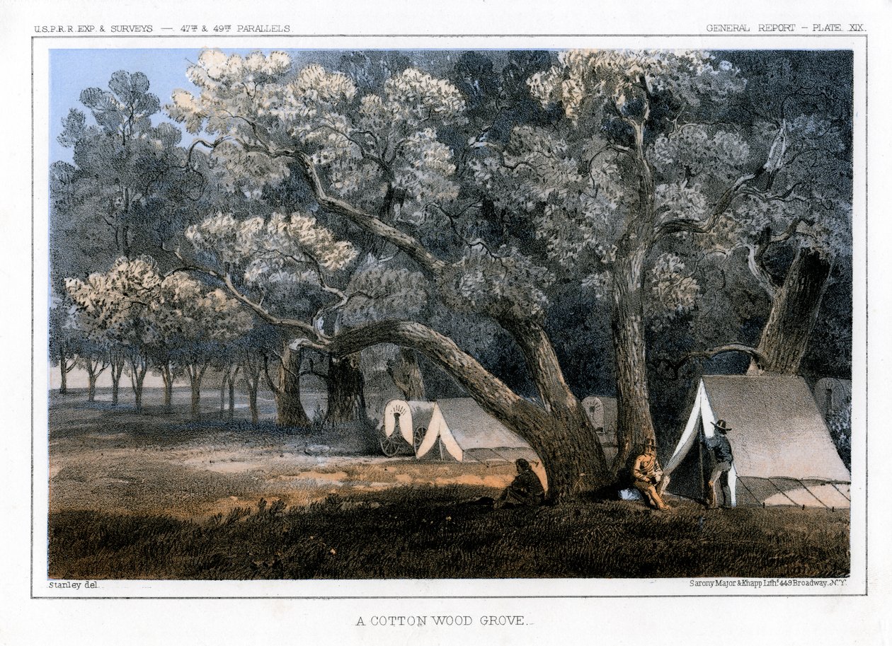 ए कॉटन वुड ग्रोव, 1856 द्वारा जॉन मिक्स स्टेनली
