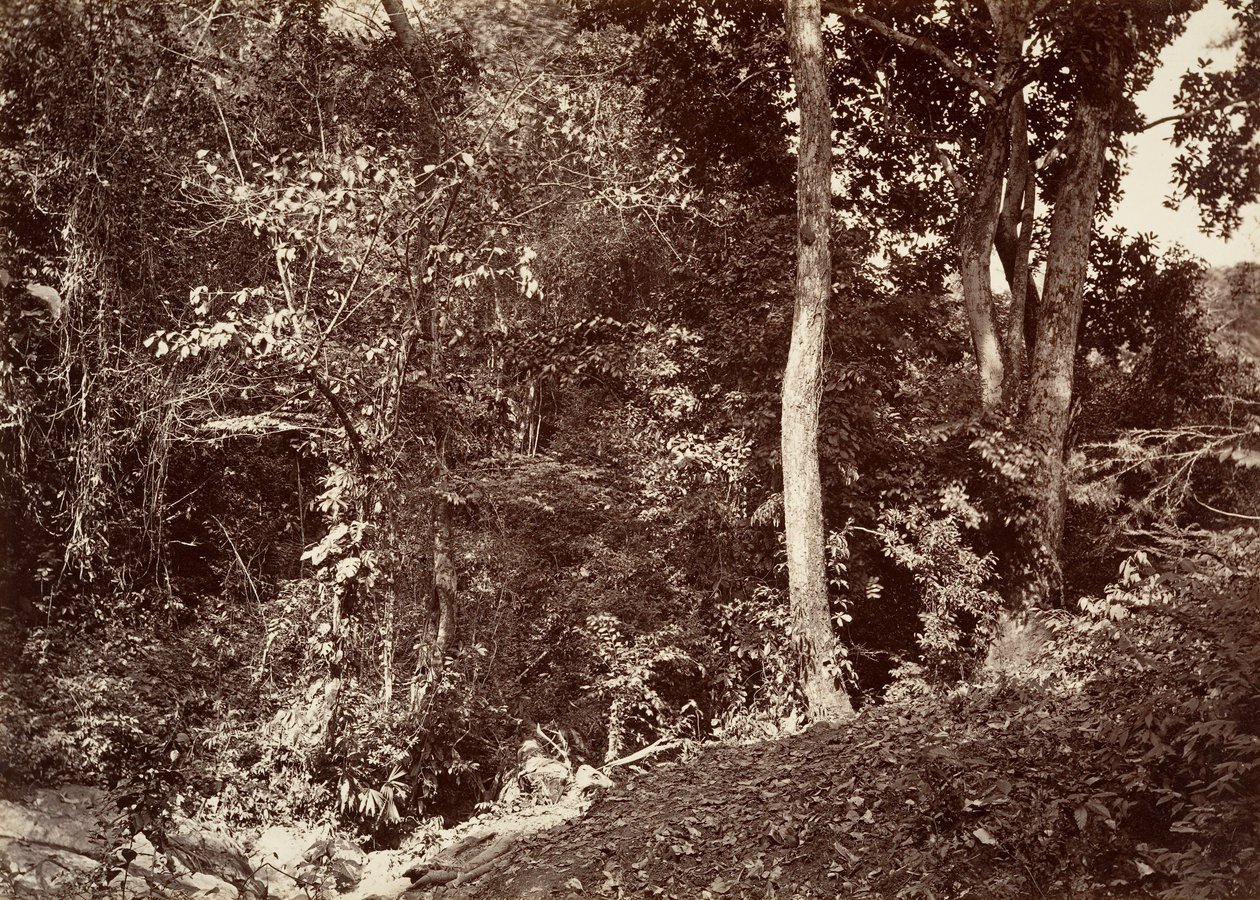 उष्णकटिबंधीय दृश्य, चिपिगाना के पास का दृश्य, 1871। द्वारा जॉन मोरानी
