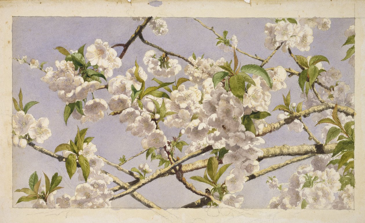 Apple ब्लॉसम, c.1874 (wc पेपर पर) द्वारा जॉन विलियम हिल