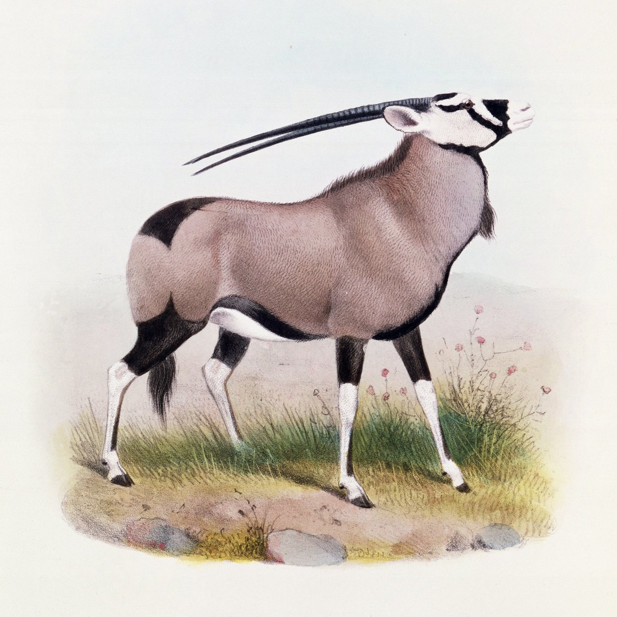 The द बुक ऑफ एंटेलोप्स ’, द्वारा जोसेफ स्मिट