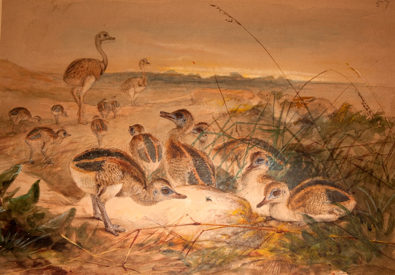 अमेरिकन रियास (Rhea americana), c.1851-76 द्वारा जोसेफ वुल्फ