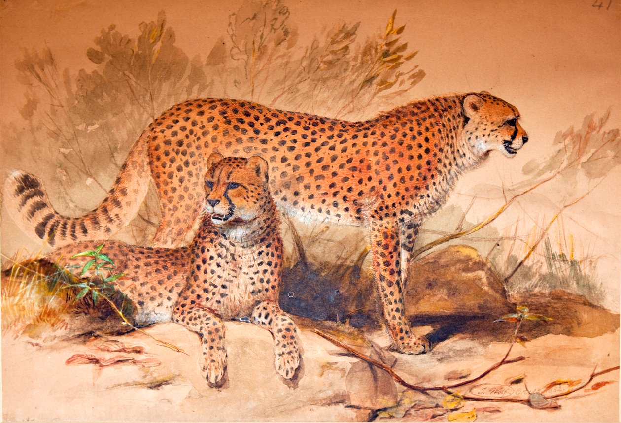 चीता, 1851-52 द्वारा जोसेफ वुल्फ